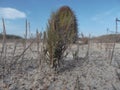 Green tree on white sand beach, Parasitic tree