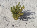 Green tree on white sand beach, Parasitic tree