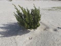 Green tree on white sand beach, Parasitic tree