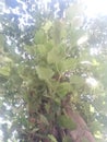 The green tree who` s safe ours health Maharashtra mumbai India .