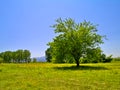 Green tree with wide foliage in yellow field under deep blue sky Royalty Free Stock Photo