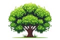 Green tree with a wide leafy top on a backdrop of pure white