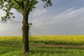 Green tree in the yellow colza field with blue sky