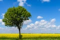 Green Tree In Yellow Rapeseed Flowers Field Royalty Free Stock Photo