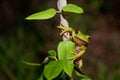 Green Treefrog