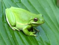 Green Treefrog Royalty Free Stock Photo