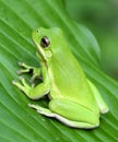 Green Treefrog Royalty Free Stock Photo