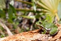 Barking Treefrog Royalty Free Stock Photo