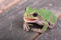 Green Treefrog, Hyla cinerea Royalty Free Stock Photo