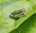 Green Treefrog Royalty Free Stock Photo