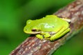 Green Treefrog Illinois Wildlife Royalty Free Stock Photo