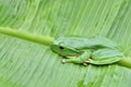 Green Treefrog Royalty Free Stock Photo