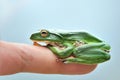 Green Treefrog