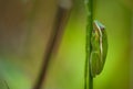 Green Treefrog Royalty Free Stock Photo