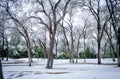 Snowy winter wonderland trees and forest in park with snowcover on ground Royalty Free Stock Photo