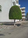 green treen and blue sky in egyptian village