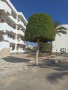 green treen and blue sky in egyptian village