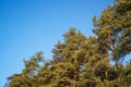 Green trees against the blue sky. Beautiful diagonal of trees