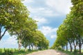 Green Trees Along Country Road Royalty Free Stock Photo