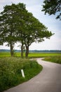 Green trees along winding road Royalty Free Stock Photo