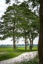 Green trees along winding road Royalty Free Stock Photo