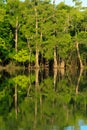 Big Thicket Reserve in Texas USA Royalty Free Stock Photo