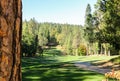 Green Trees Around a Golf Course