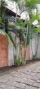 Green Trees at backyard