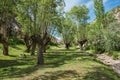 Green trees in beautiful landscape under blue skies with fluffy Royalty Free Stock Photo