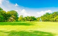 Green trees in beautiful park over blue sky Royalty Free Stock Photo