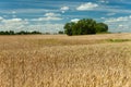 Green trees behind a wheat field and a blue sky Royalty Free Stock Photo