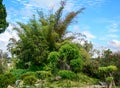 Green trees at Bich Cau park in Dalat, Vietnam