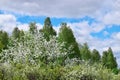 Green trees blossoming with the blue sky with clouds