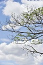 Green trees, blue sky background.