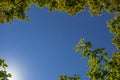 Green trees border on blue sky background, bottom view
