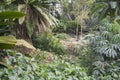 Green trees at botanic garden in Singapore Royalty Free Stock Photo