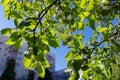 Green trees, branches with leaves in the yard of a house in a city in Siberia. Bottom view. Royalty Free Stock Photo