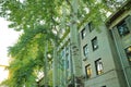 The green trees and buildings