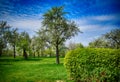 Green trees and bushes. Blue sky. Park