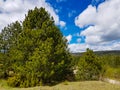 Green trees and bushes on a mountain with blue sky