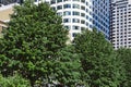 Green trees in the city growing along a street with tall office or apartment buildings Royalty Free Stock Photo