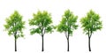 Green Trees Collection Isolated on White Background Vector Royalty Free Stock Photo