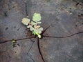 Green trees on dead tree stumps Royalty Free Stock Photo