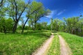 Green trees and dirt road