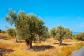 The green trees and dried soil in olive orchard, Crete, Greece Royalty Free Stock Photo