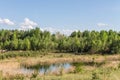 Green trees, dry grass thistles, swampy terrain