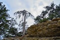 Green trees and dry tree at rocky slope Royalty Free Stock Photo