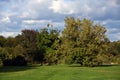 Green trees in the field. Summertime landscape.