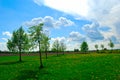 Green trees on a flower meadow, bright day, Spring, Czech Republic