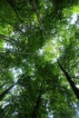 green trees forest as natural environement